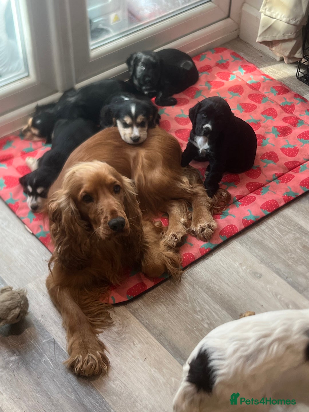 Cocker Spaniel dogs for sale: Beautiful show cocker GIRLs - Image 10