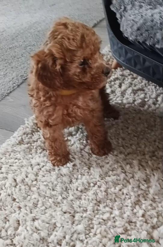 Toy Poodle dogs for sale: Tiny red toy poodles  - Advert 19