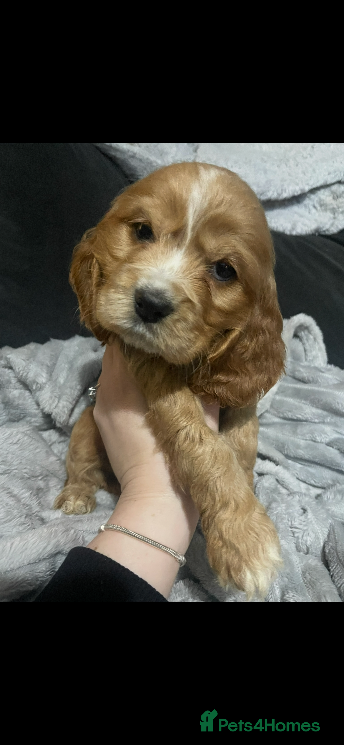 Cocker Spaniel dogs Cocker spaniel puppies for sale  - Advert 10