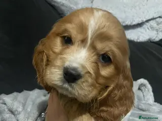 Cocker Spaniel dogs Cocker spaniel puppies for sale - Advert 10