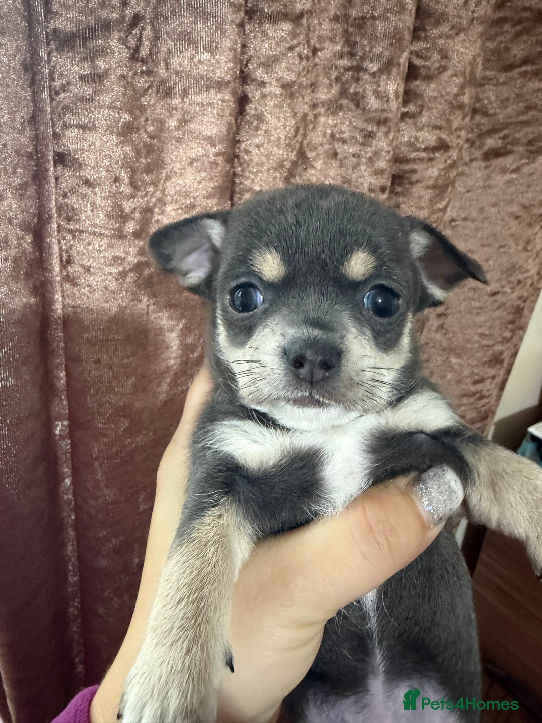 Chihuahua dogs for sale: Chihuahua pups - Advert 21