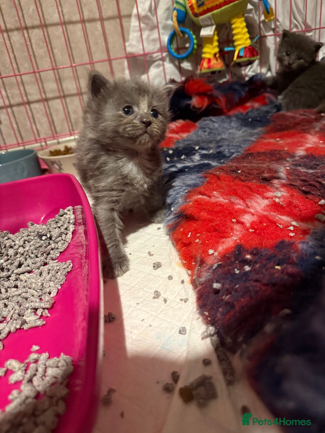 Ragcoon cats for sale: READY NOW Stunning RAGCOON Kittens  - Advert 21