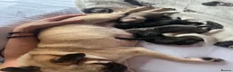 Pug dogs for sale: Pug puppies  - Advert 1