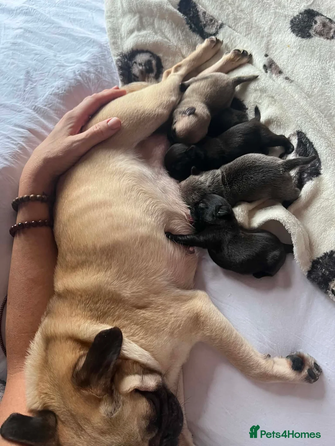 Pug dogs for sale: Pug puppies  - Advert 1