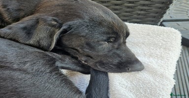 Mixed Breed dogs - Advert 10