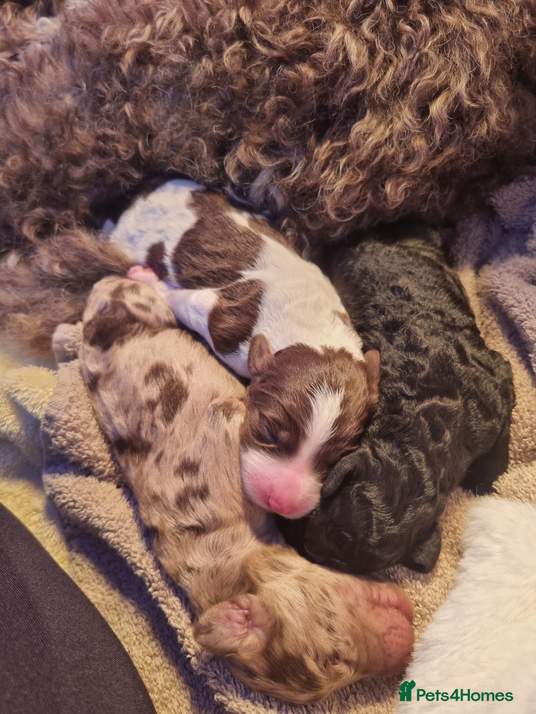 Mixed Breed dogs for sale: Merle Goldendoodle x Irish doodle - Advert 13