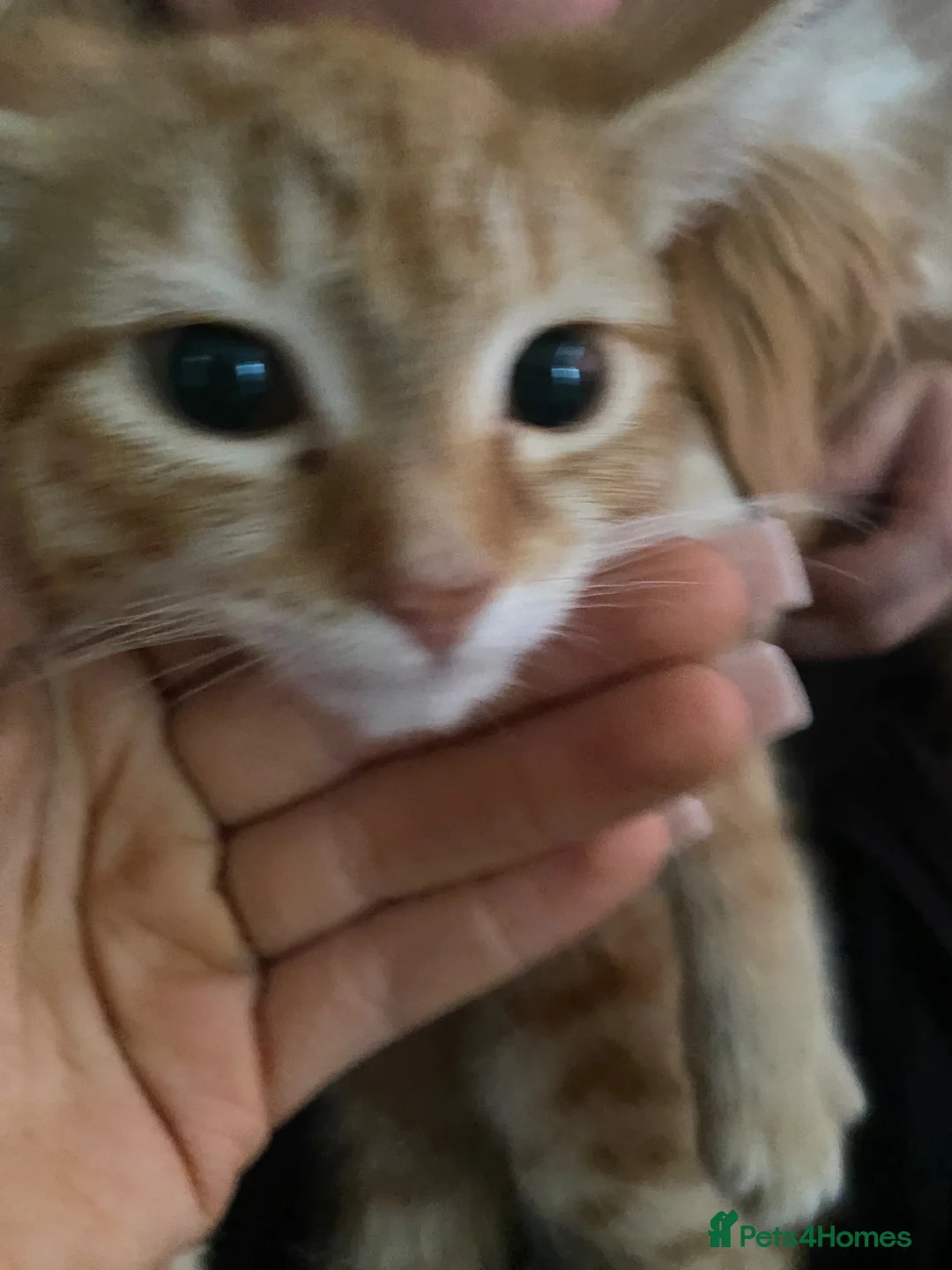 Mixed Breed cats for sale: Kittens for sale in Ipswich - Advert 2