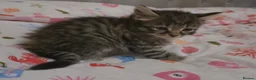 Mixed Breed cats for sale: Adorable Fluffy kittens  - Advert 8