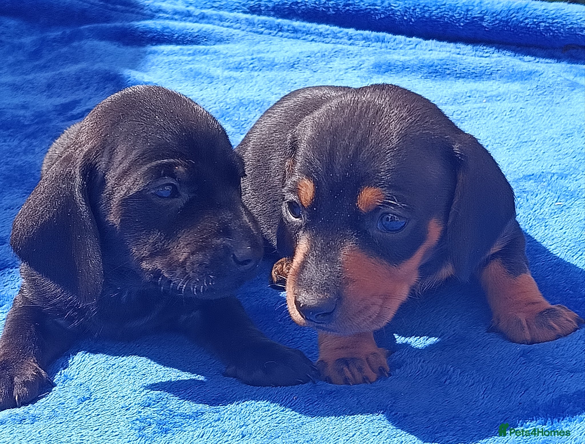Miniature Dachshund dogs QUALITY MINIATURE DAXI KC REG PRA CLR - Advert 1