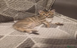 Mixed Breed cats for sale: Little Fluff kittens ready now  - Image 1