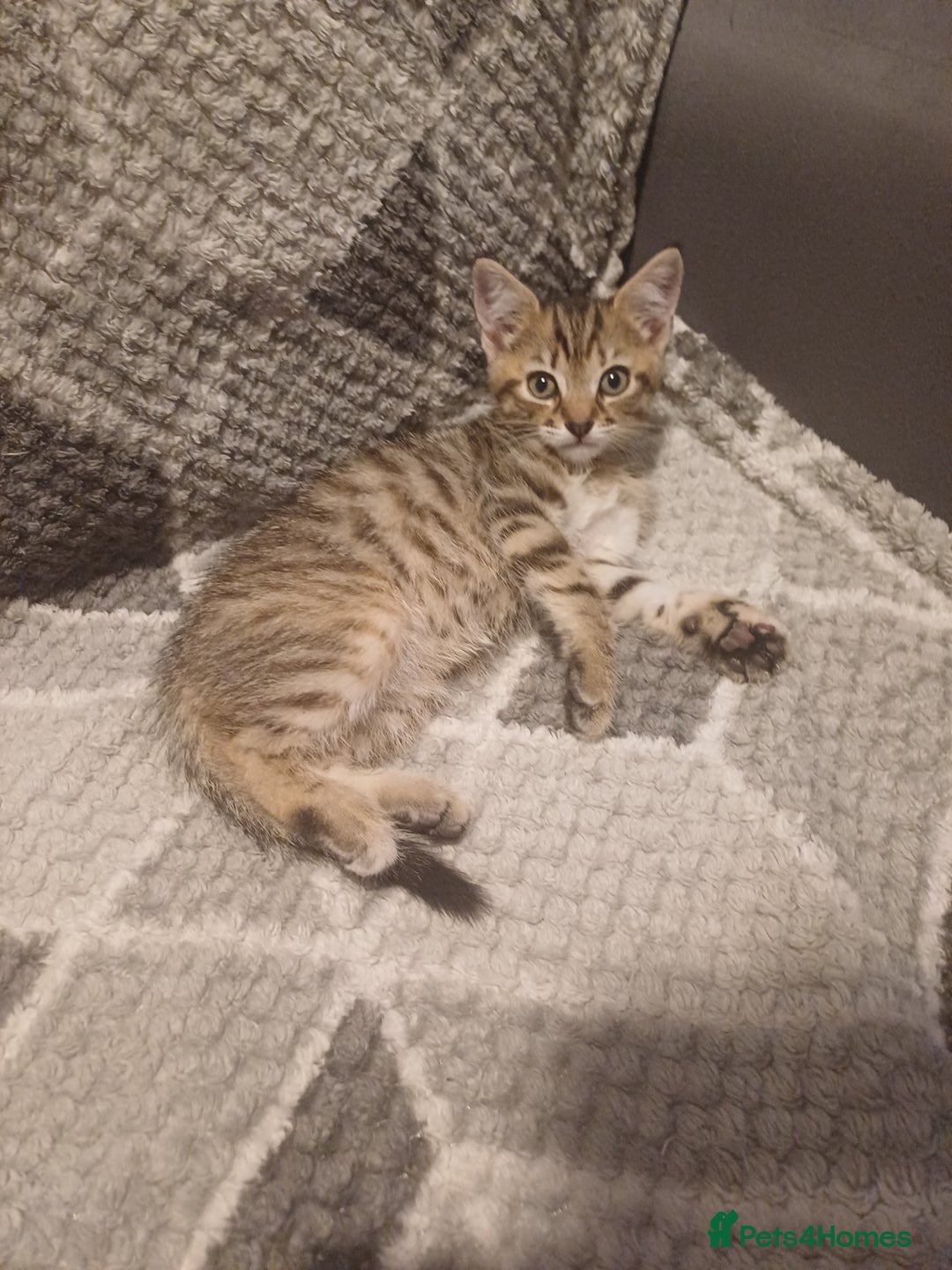Mixed Breed cats for sale: Little Fluff kittens ready now  - Image 1