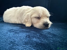 Golden Retriever dogs - Advert 5
