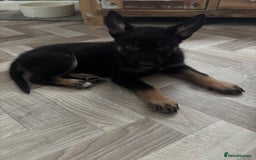 German Shepherd dogs for sale: Czech Shepherd x Akita PUPPIES!!  - Image 4