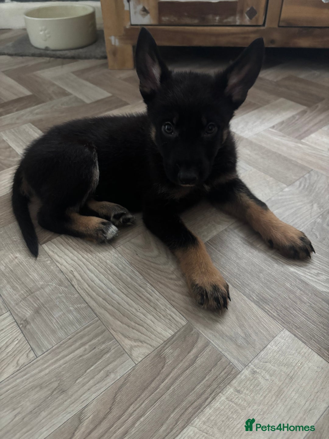 German Shepherd dogs for sale: Czech Shepherd x Akita PUPPIES!!  - Image 4