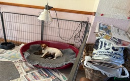 Jack Russell dogs for sale: Beautiful Jack Russell Puppies - Image 6