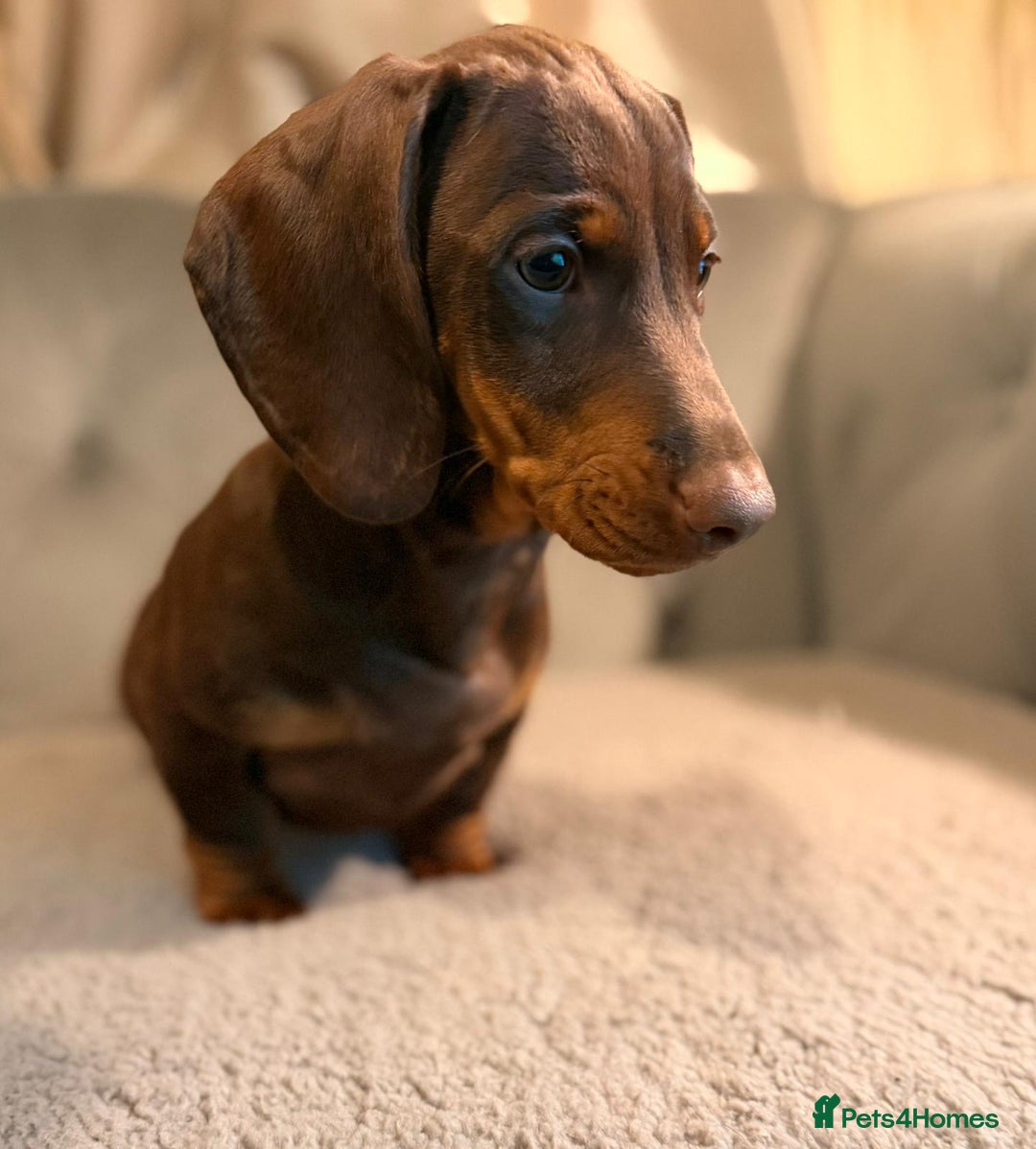 Dachshund dogs for sale: Standard dachshund puppies - Advert 17