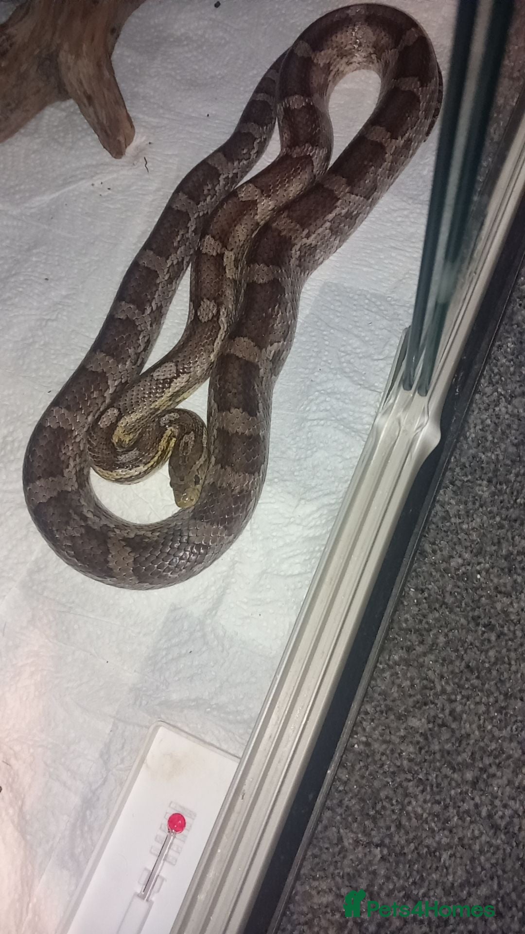Corn Snake reptiles Corn snake for sale  - Advert 9