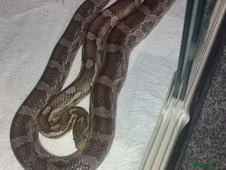 Corn Snake reptiles Corn snake for sale - Advert 7
