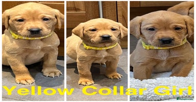 Labrador Retriever dogs Kennel Club Fox Red Labrador Puppies Health Tested - Advert 5