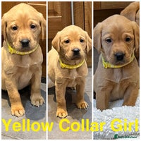 Labrador Retriever dogs Kennel Club Fox Red Labrador Puppies Health Tested - Advert 5