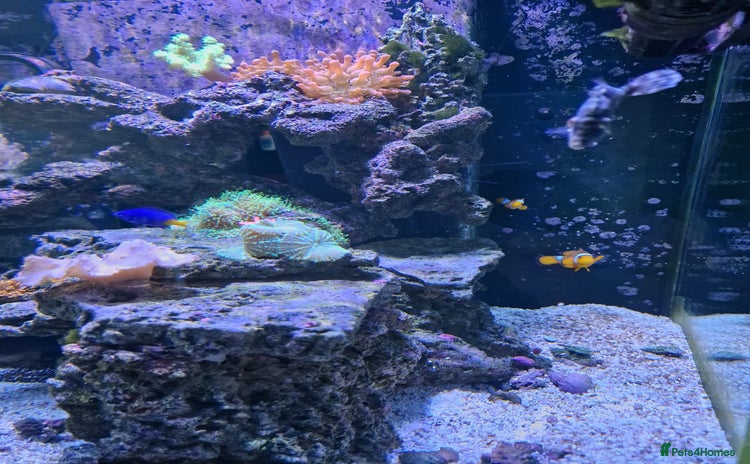 Other/Mixed Breed fish - Advert 3