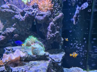 Other/Mixed Breed fish - Advert 15