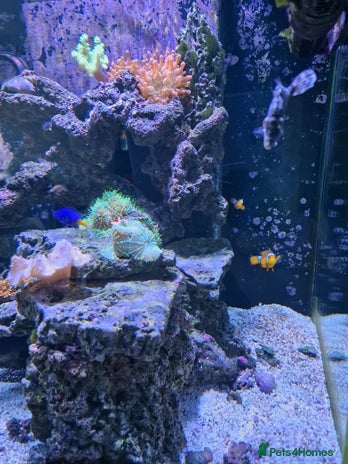 Other/Mixed Breed fish - Advert 1