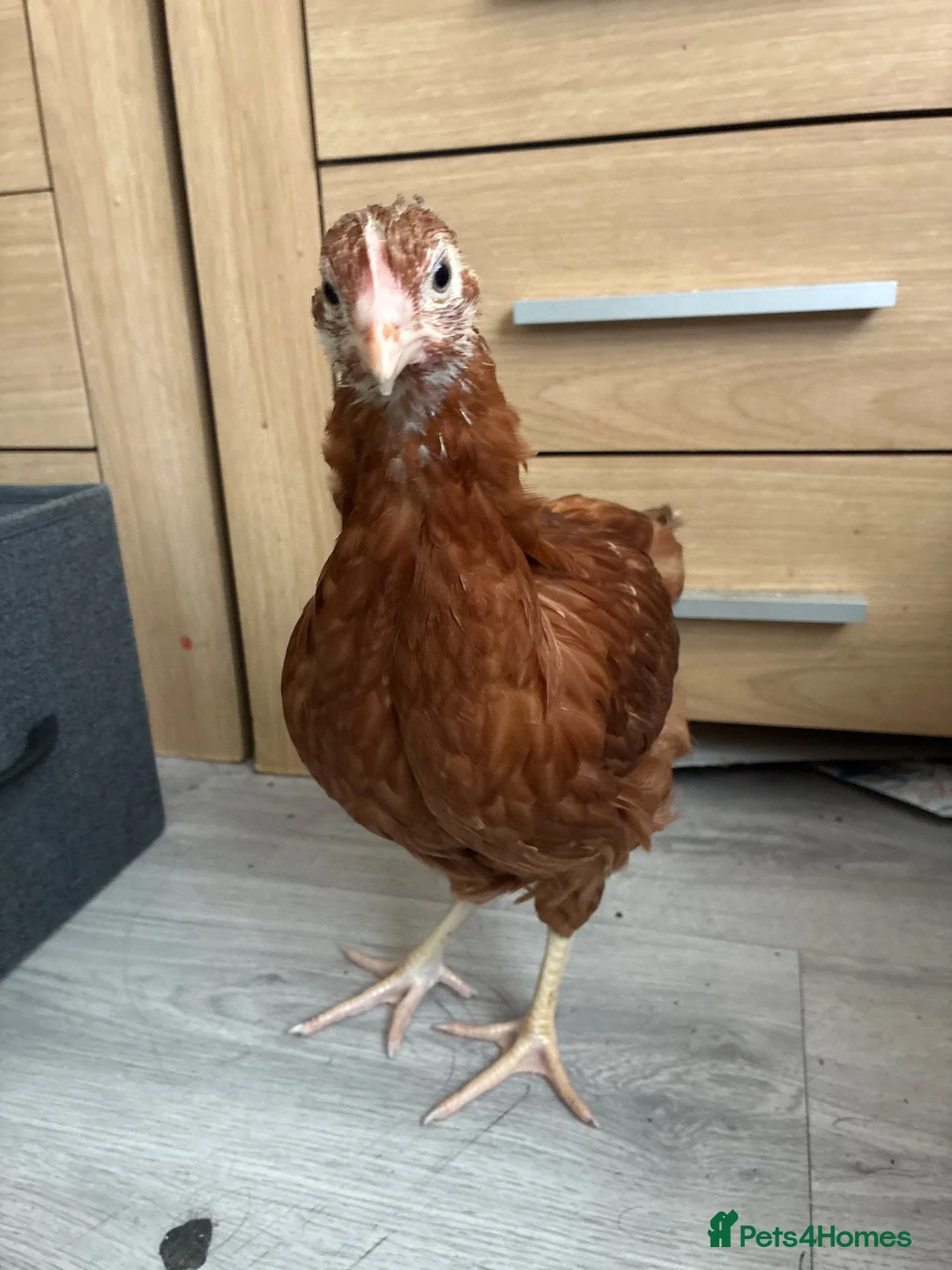 Hens poultry for sale: chick free in Liverpool - Advert 1