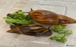 Snails invertebrates for sale: 4x African Land Snails, mixed breeds  - Image 2