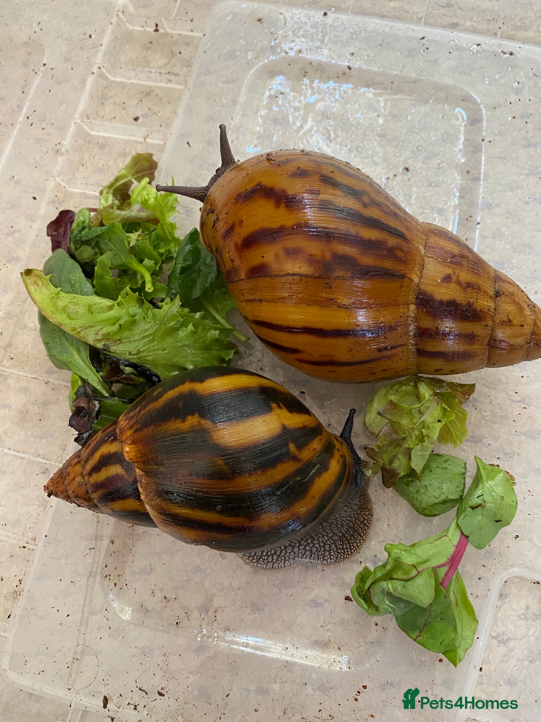 Snails invertebrates for sale: 4x African Land Snails, mixed breeds  - Image 2