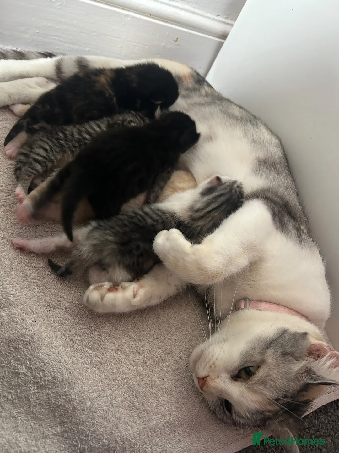 Mixed Breed cats for sale: Beautiful Mixed breed kittens for sale - Advert 2