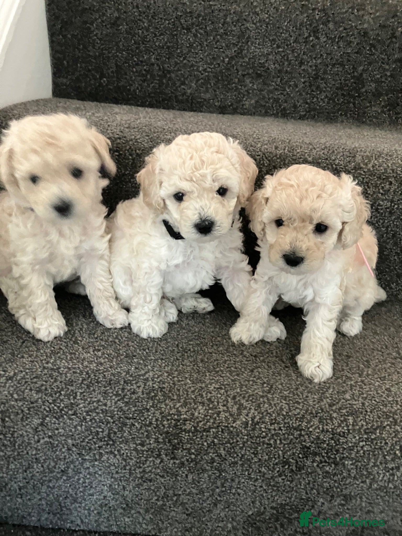 Toy Poodle dogs Toy poodle puppies  - Advert 2