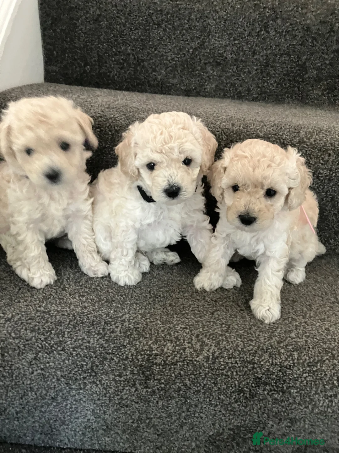 Toy Poodle dogs for sale: Toy poodle puppies  - Advert 1