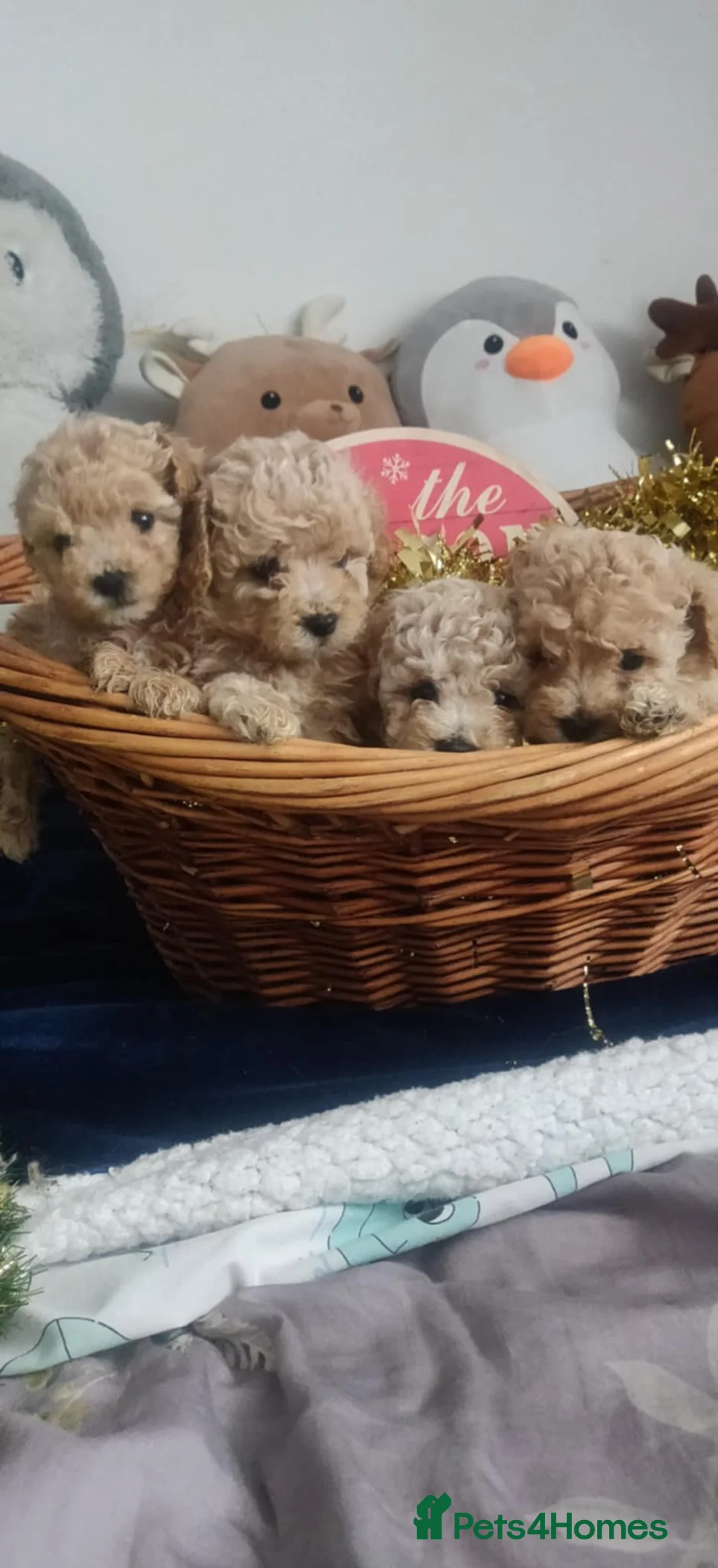 Maltipoo dogs for sale: Beautiful maltipoo puppys - Advert 22