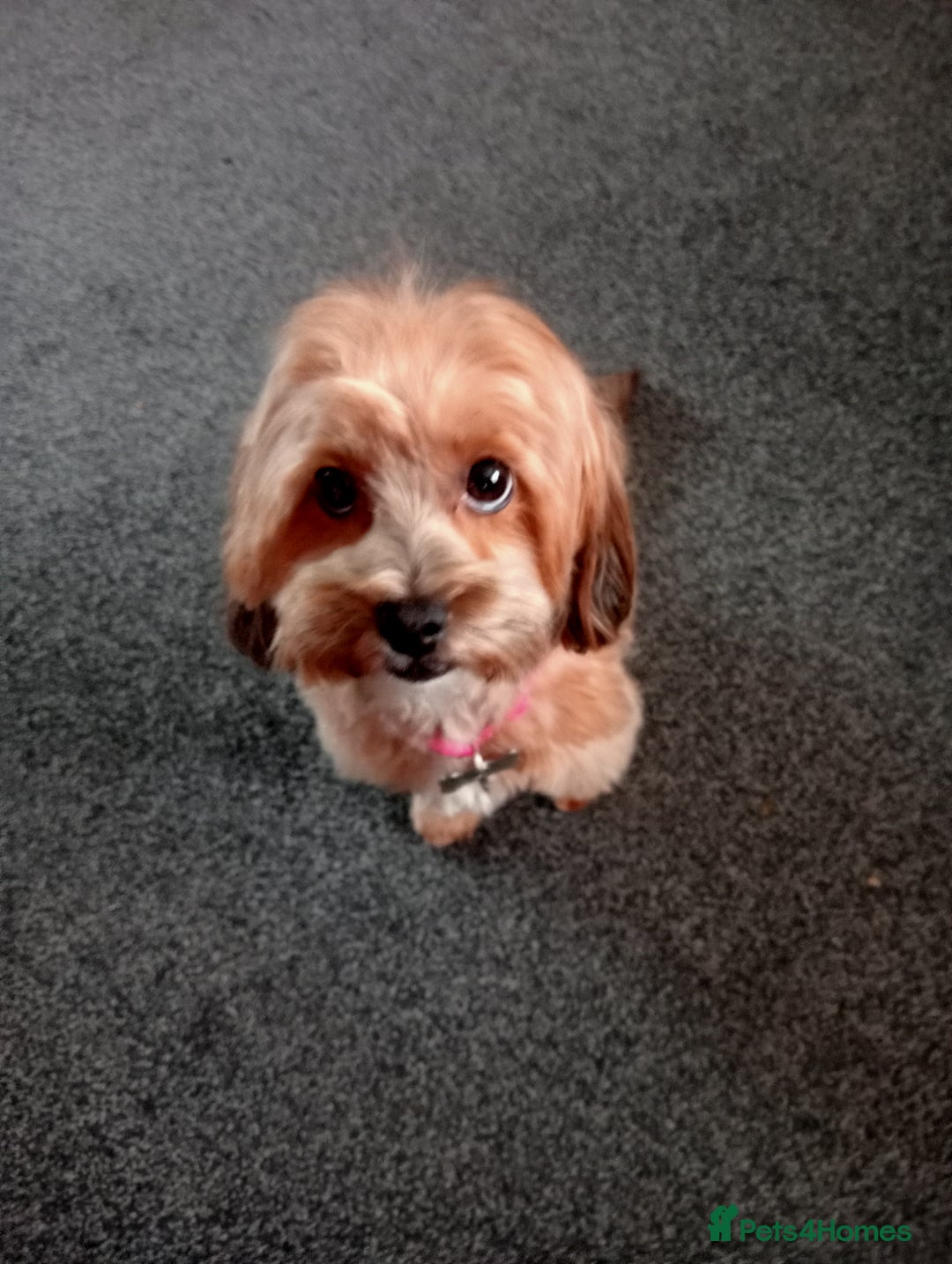 Maltipoo dogs for sale: Stunning Malshipoo pups for sale - Image 7