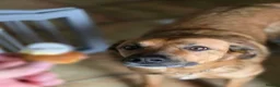 Mixed Breed dogs for sale: Dog looking for loving home - Advert 12