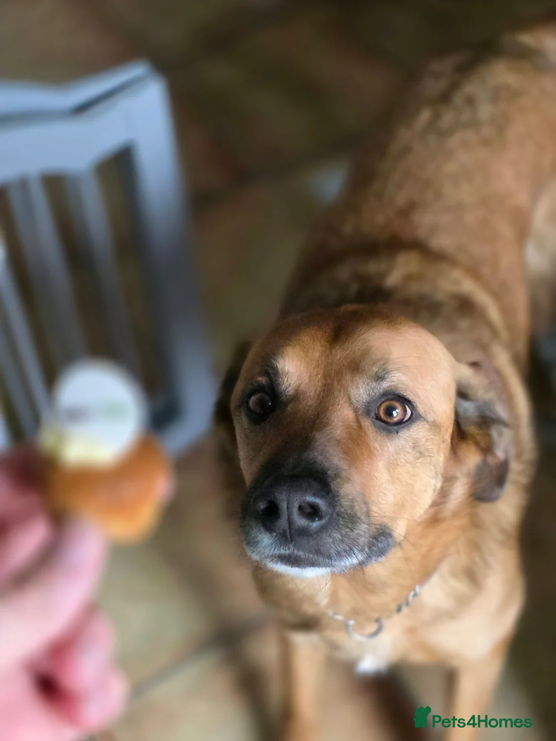 Mixed Breed dogs for sale: Dog looking for loving home - Advert 12