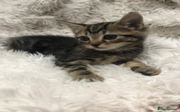 Mixed Breed cats for sale: Lovely kittens 8 weeks old  - Image 24