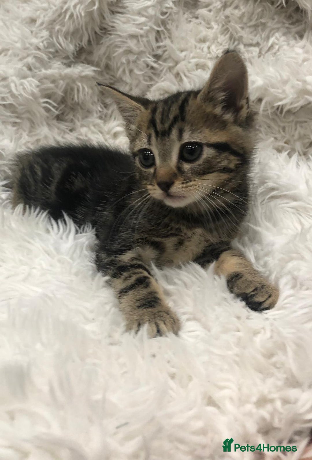 Mixed Breed cats for sale: Lovely kittens 8 weeks old  - Image 24