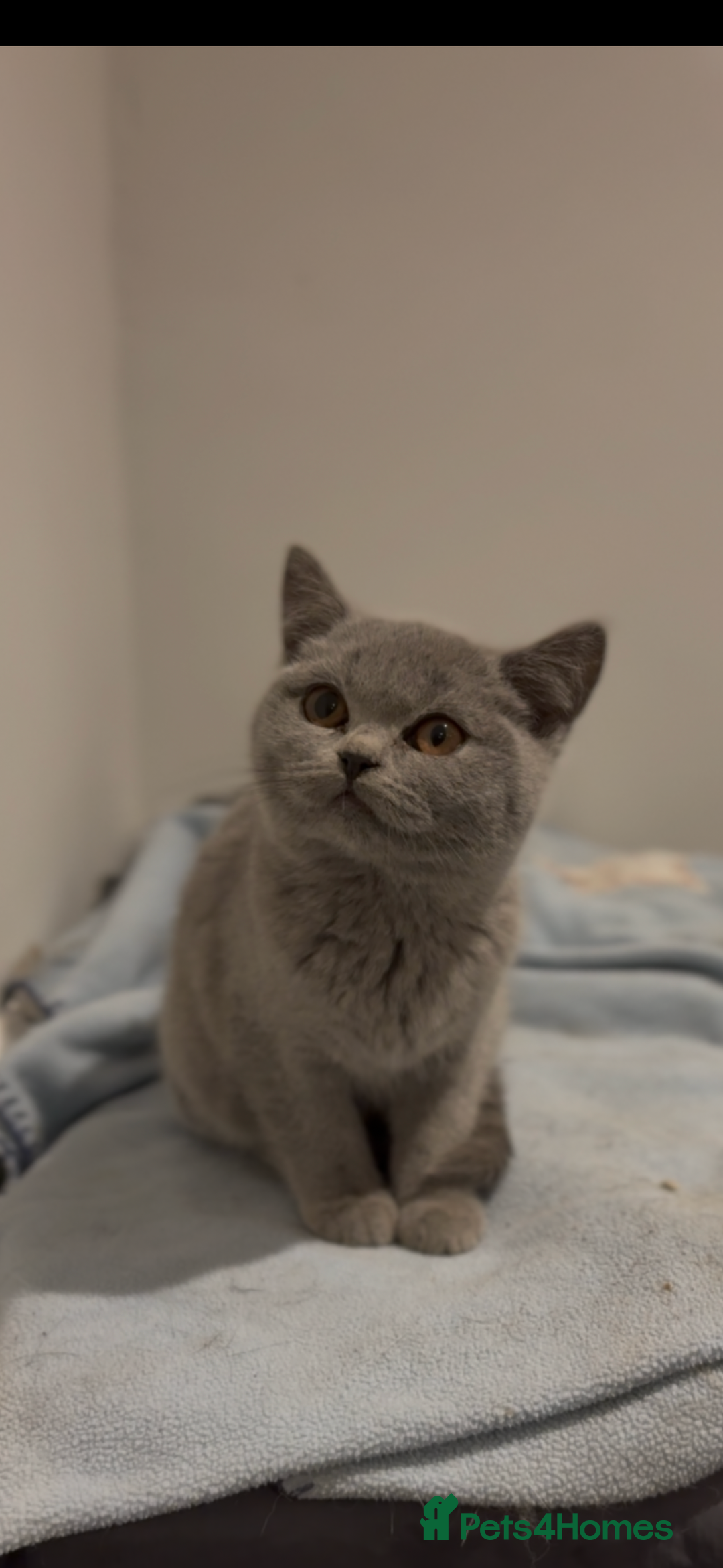 British Shorthair cats for sale: Beautiful British shorthair kittens  - Advert 14