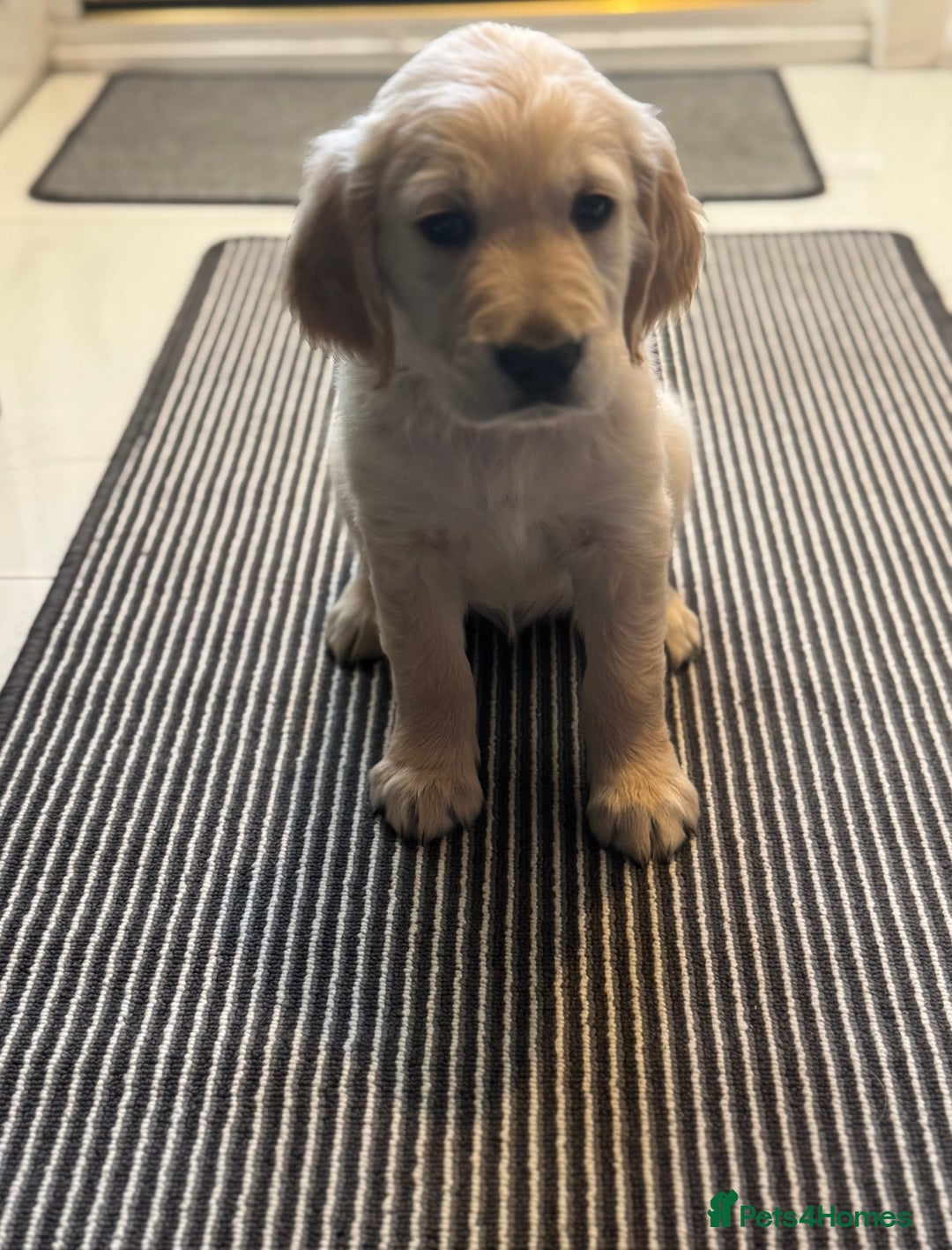 Golden Retriever dogs for sale: Stunning Showline Golden Retrievers 🐾  - Image 2