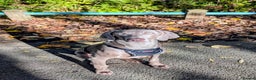 Weimaraner dogs for sale: Young Male Weimaraner  - Advert 4