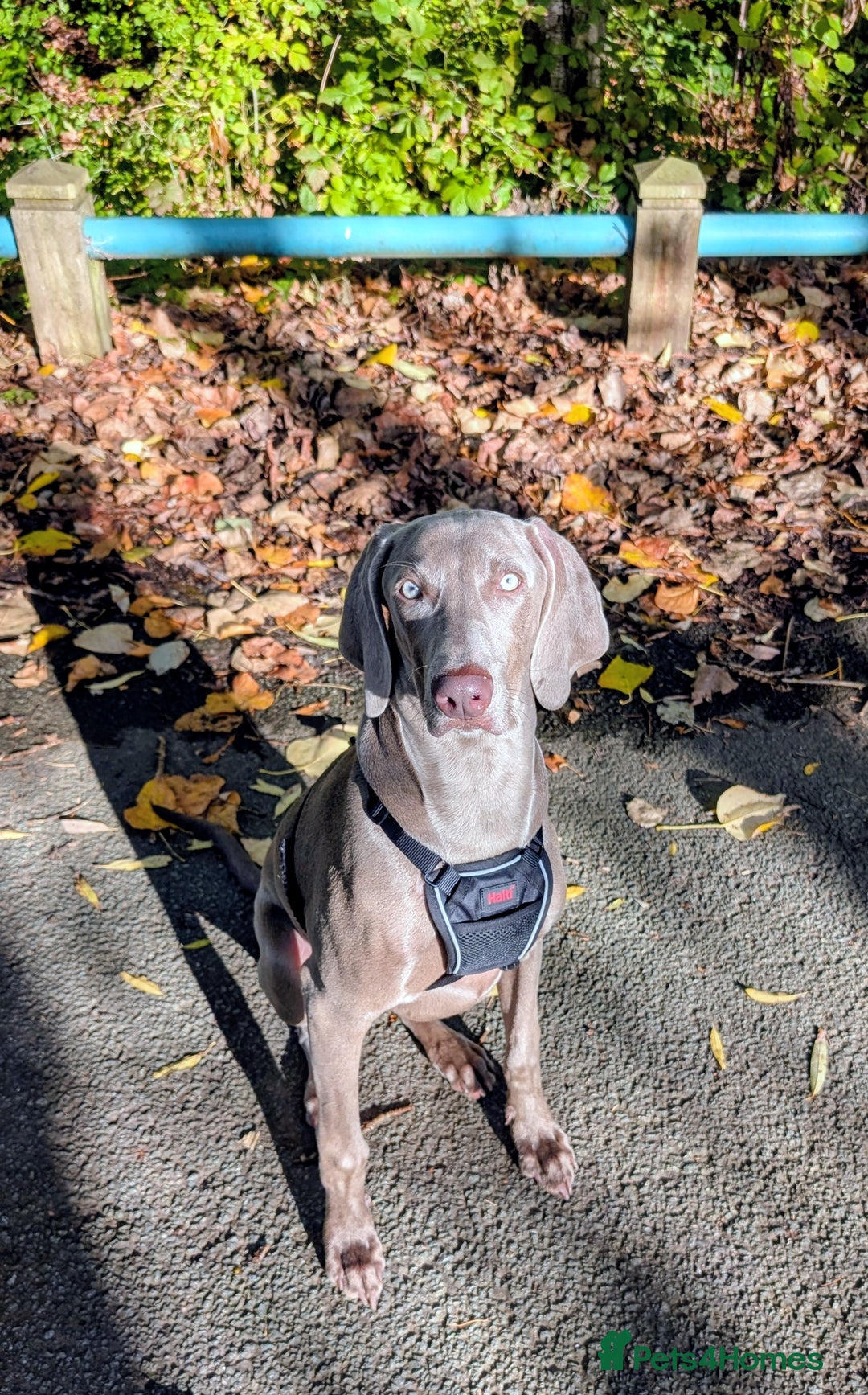 Weimaraner dogs for sale: Young Male Weimaraner  - Advert 4