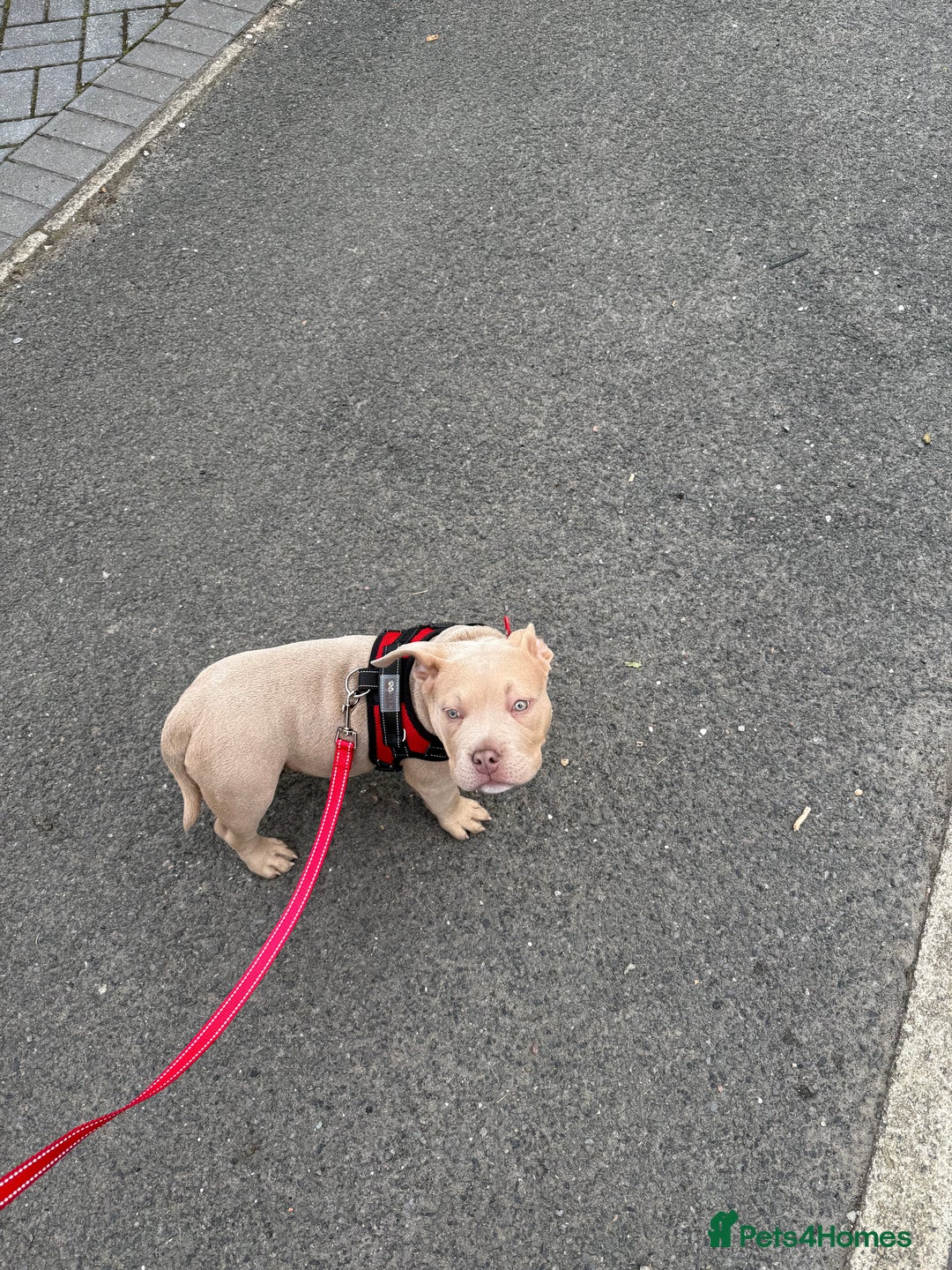 Mixed Breed dogs for sale: Pocket bully - Image 2
