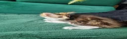 Maine Coon cats for sale: Maine Coon kittens  - Advert 17