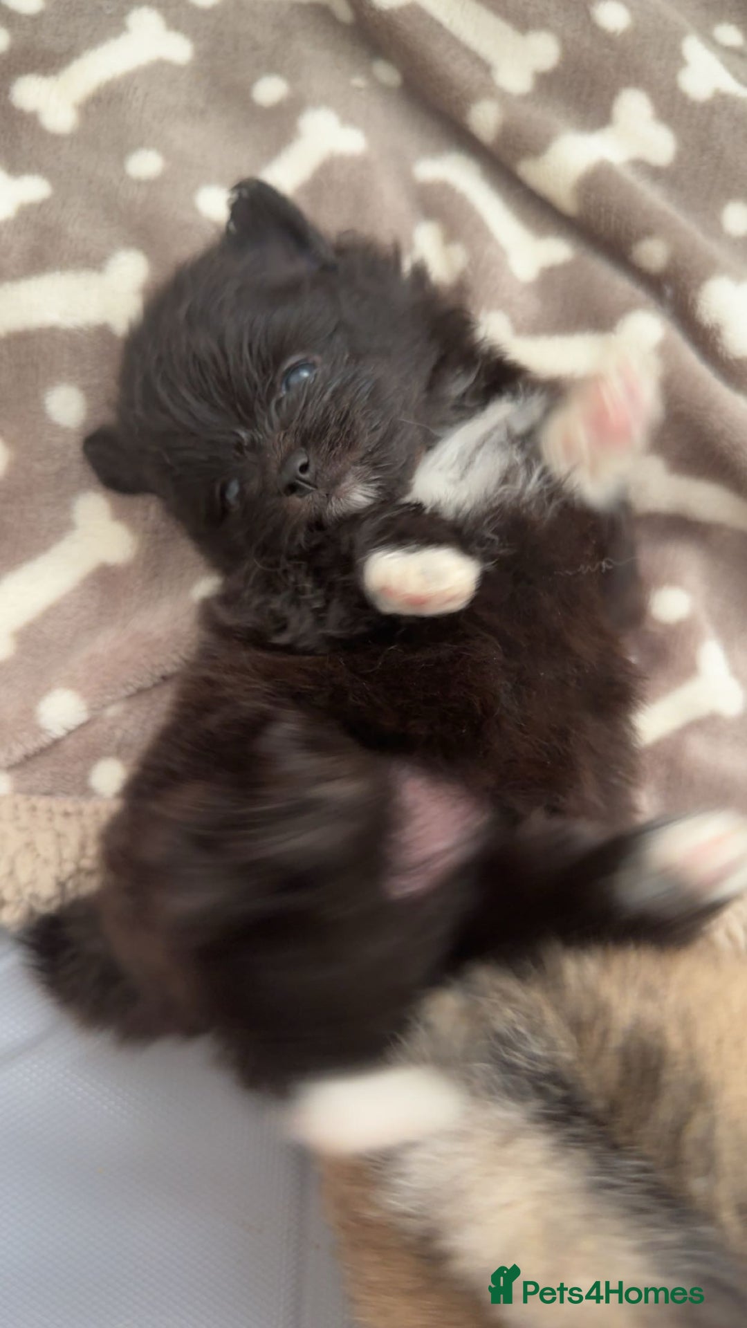 Pomeranian dogs for sale: Pomeranian pups🩵🩷 - Image 33