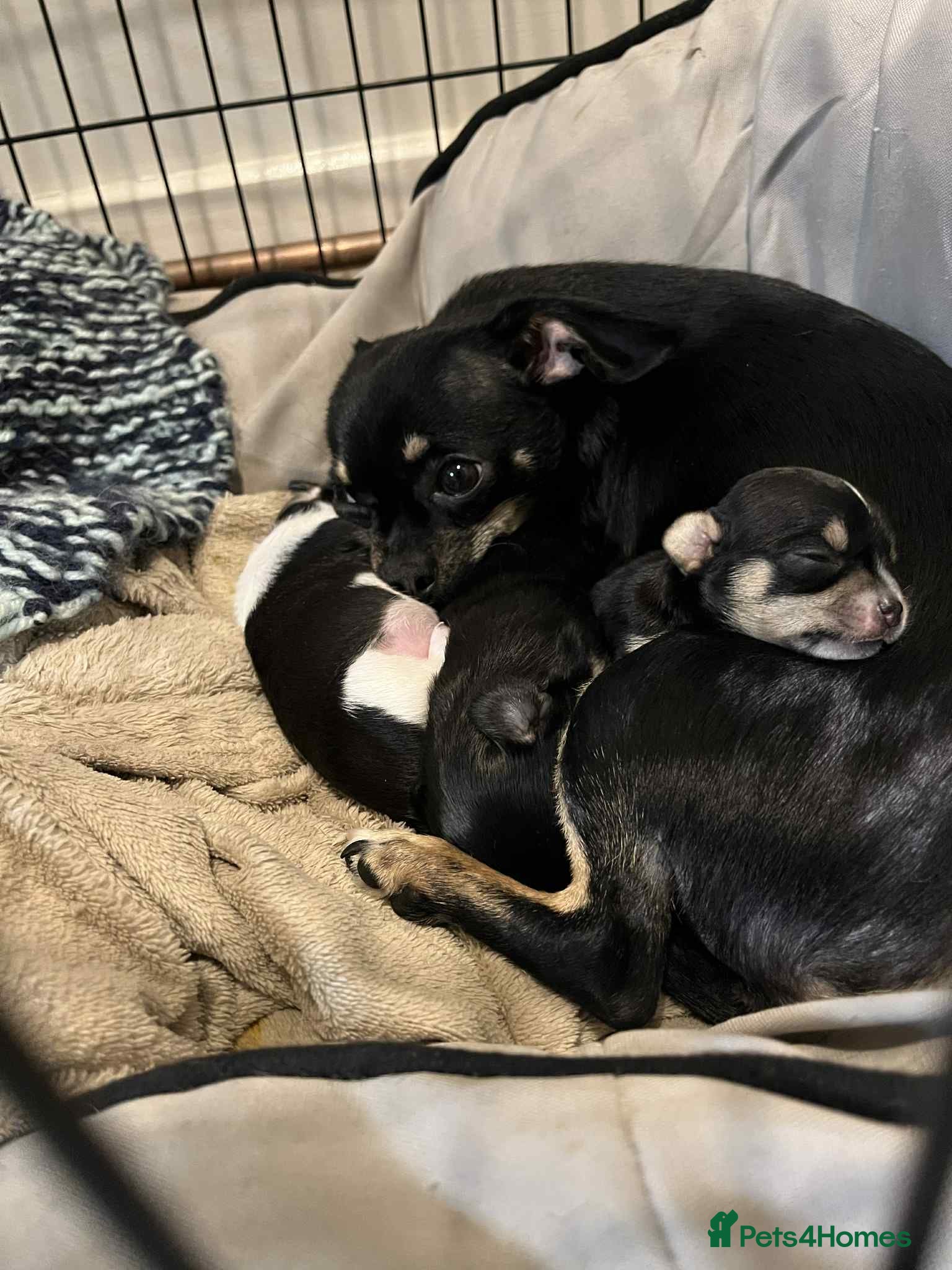 Chihuahua dogs ⭐️⭐️⭐️Chihuahuas for sale  - Advert 1