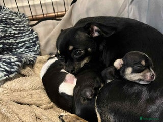 Chihuahua dogs ⭐️⭐️⭐️Chihuahuas for sale - Advert 1