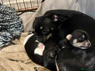 Chihuahua dogs ⭐️⭐️⭐️Chihuahuas for sale - Advert 10