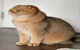 Scottish Fold cats for sale: Scottish fold for adoption. - Image 9